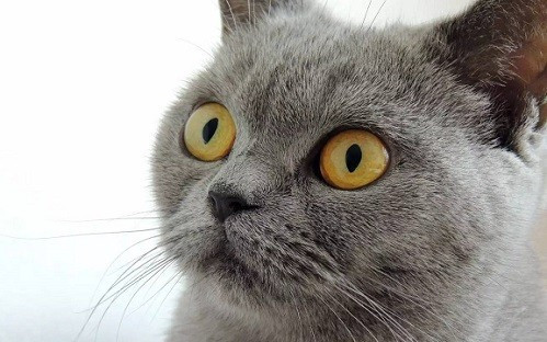 最新版快猫链接,探索与极致应用体验