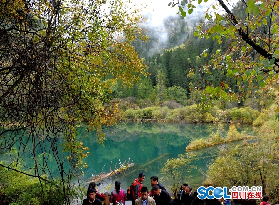 森林2最新动态,揭开未来面纱,探索神秘之旅